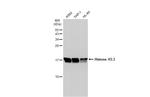 Histone H3.3 Antibody in Western Blot (WB)