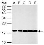 Histone H3.3 Antibody in Western Blot (WB)