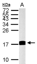 Histone H3.3 Antibody in Western Blot (WB)