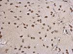 Histone H3.3 Antibody in Immunohistochemistry (Paraffin) (IHC (P))