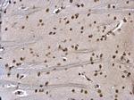 HMGB1 Antibody in Immunohistochemistry (Paraffin) (IHC (P))