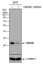 HMGB1 Antibody in Western Blot (WB)