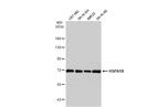 HSP70 Antibody in Western Blot (WB)