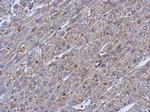 Cytokeratin 14 Polyclonal Antibody