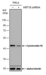Cytokeratin 18 Antibody in Western Blot (WB)