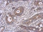 AMPK alpha-1 Antibody in Immunohistochemistry (Paraffin) (IHC (P))