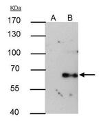 AMPK alpha-1 Antibody in Immunoprecipitation (IP)