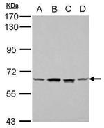 AMPK alpha-1 Antibody in Western Blot (WB)