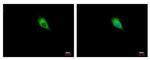 Tyrosine Hydroxylase Antibody in Immunocytochemistry (ICC/IF)