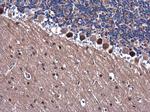 TRAF6 Antibody in Immunohistochemistry (Paraffin) (IHC (P))
