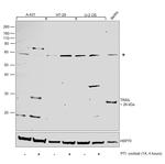 TRAIL Polyclonal Antibody