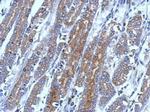 FLIP Polyclonal Antibody