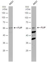 FLIP Antibody in Western Blot (WB)