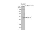 SOCS3 Antibody in Western Blot (WB)