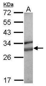 SOCS3 Antibody in Western Blot (WB)