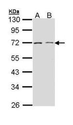 CD86 Antibody in Western Blot (WB)