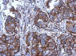 CD11b Antibody in Immunohistochemistry (Paraffin) (IHC (P))