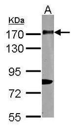 CD11b Antibody in Western Blot (WB)