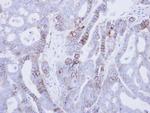 EpCAM Polyclonal Antibody