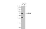 EpCAM Antibody in Western Blot (WB)