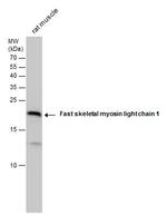 MYL1 Antibody in Western Blot (WB)
