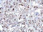 ERK2 Polyclonal Antibody