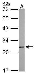 DIABLO Antibody in Western Blot (WB)