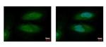 AHR Antibody in Immunocytochemistry (ICC/IF)