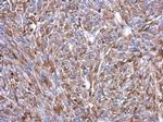 AHR Antibody in Immunohistochemistry (Paraffin) (IHC (P))