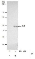 AHR Antibody in Immunoprecipitation (IP)