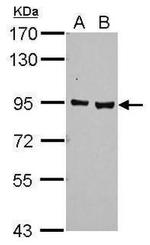 AHR Antibody in Western Blot (WB)
