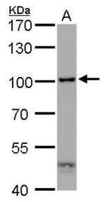 AHR Antibody in Western Blot (WB)