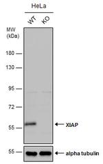 XIAP Antibody in Western Blot (WB)