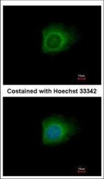 Caspase 10 Polyclonal Antibody