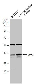 CDX2 Antibody in Western Blot (WB)