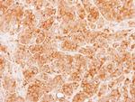 CIDEA Antibody in Immunohistochemistry (Paraffin) (IHC (P))