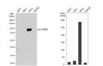 CD55 Antibody in Western Blot (WB)