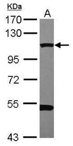 Dynamin 2 Antibody in Western Blot (WB)