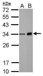 Neutrophil elastase Polyclonal Antibody