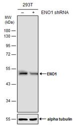 ENO1 Antibody in Western Blot (WB)