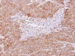 FMRP Antibody in Immunohistochemistry (Paraffin) (IHC (P))