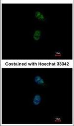 GATA4 Polyclonal Antibody