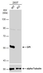 GPI Antibody in Western Blot (WB)