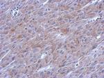POLG Polyclonal Antibody