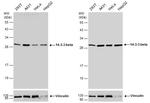 14-3-3 beta Antibody in Western Blot (WB)