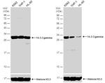 14-3-3 gamma Antibody in Western Blot (WB)