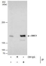 SMC1 Antibody in Immunoprecipitation (IP)