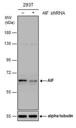 AIF Antibody in Western Blot (WB)