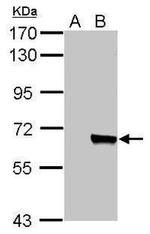AKT3 Antibody in Western Blot (WB)