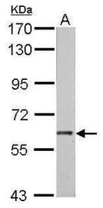 AKT3 Antibody in Western Blot (WB)